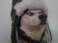Yo dawg