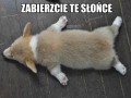 Błagam