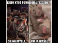 Szczurek
