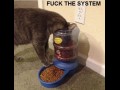 Fck the system