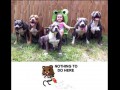Pedobear