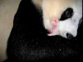 Mała panda