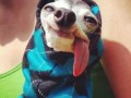 Sid