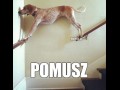 Pomusz