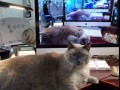 Incepcja