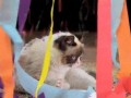 Grumpy cat