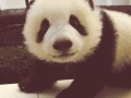 Panda 1