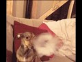 Om nom nom