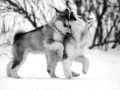 Dogs