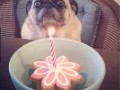 Mops