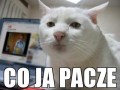 Co ja pacze
