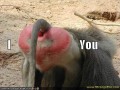 I love you