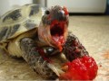Omnomnom