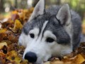 Husky