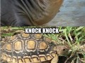 Will you
