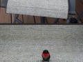 Zajęte