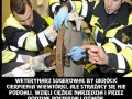 Wiewiórka