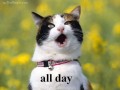 All day all night