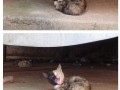 Two face