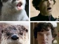 Sherlock