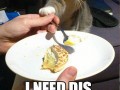 I need dis