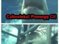Rekineł