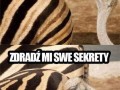 Struś