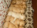 Awwwwww