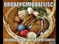 Gimboateiści