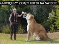 Kotek 1