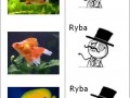Ryby