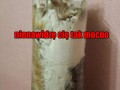 Mruczek