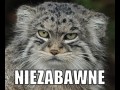 Niezabawne