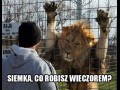 Siemka