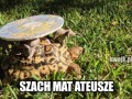 Szach mat ateusze