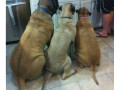 Dogs