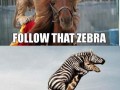 Zebra