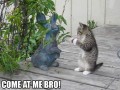 Come at me