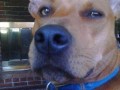 Scooby doo