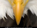 Symbol wolności