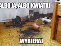Wybieraj