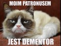 Grumpy cat