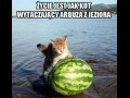 życie jest jak