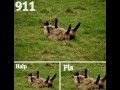 Halp