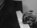 Meow