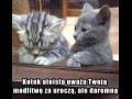 Kotek ateista