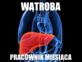 Pracownik miesiąca