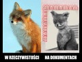 Fotka