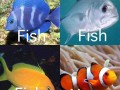 Nemo
