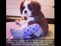 Awww